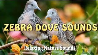 Zebra Dove Sounds || Kicau Perkutut Masteran