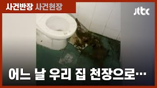 화장실에 나타난 '왕도마뱀'…천장에서 떨어져 / JTBC 사건반장
