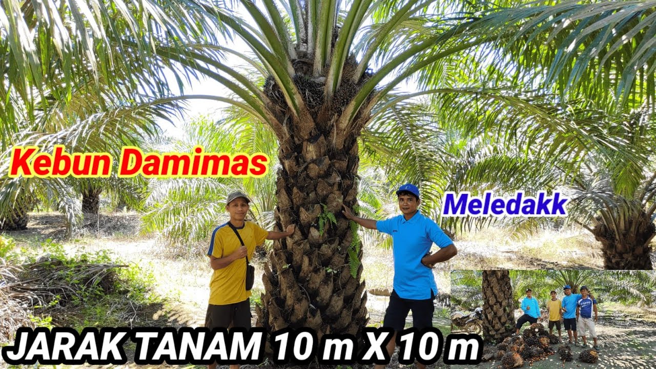 Jalan-jalan kekebun damimas jarak tanam 10 x 10 ampun