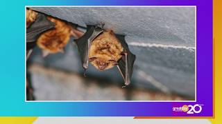 Houston's Bats Take Flight: Experience Peak Bat Season Through Bat Chats