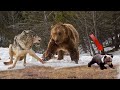 У волков потекли слюни, при виде маленького медвежонка...