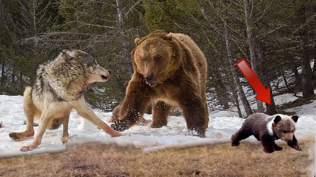 Схватка с медведем. Медведь Гризли против Волков. Стая Волков против медведя. Бурый медведь против волка.