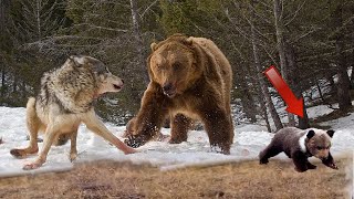 У волков потекли слюни, при виде маленького медвежонка...