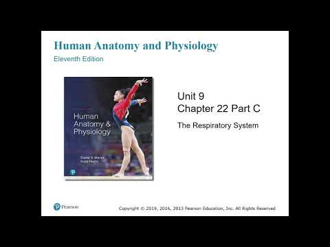 Anatomy and Physiology Chapter 22 Part C