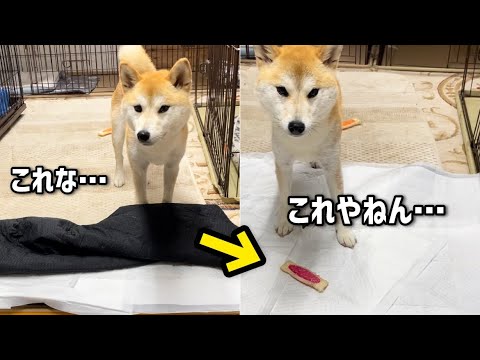 いろいろとやらかす事が可愛い柴犬の女の子w