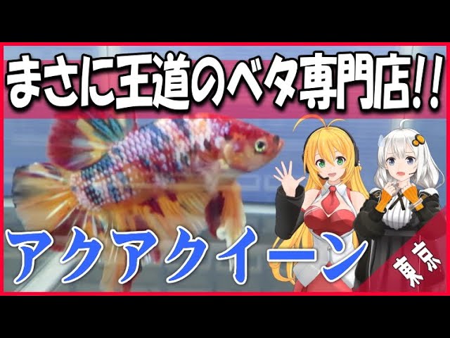 Youtube 東京の高級ベタ専門店 アクアクイーン アクアリウムと熱帯魚のブログ Youtube 東京の高級ベタ専門店 アクアクイーン アクアリウムと熱帯魚のブログ