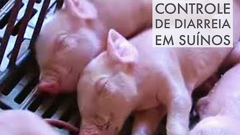 Como tratar a diarreia em porcos?
