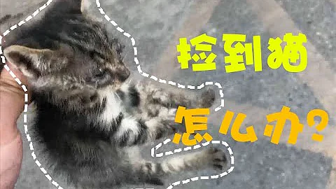 【科普】突然捡到一只猫，你该怎么办？可不是洗个澡这么简单！记录UP主捡猫全过程，看完这个视频你就离有猫不远了！ - 天天要闻