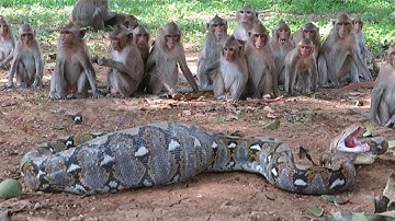 YA TUHAN! Puluhan Monyet Menangis Melihat Keluarganya Dimakan Ular Piton di Depan Mata