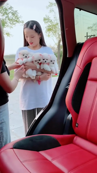 Friends, My sSister Makes the Puppy Sit in The Car Seat#growth #pets #explorepage #cute #animals