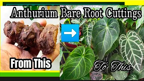 How to Grow Foilage Anthuriums Types using Bare Stem Cutting (Anthurium Regale & Verde & Darkform)