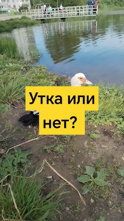 На пруд с обычными утками, первый раз прилетела белая утка 🦆, а может ...