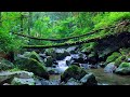 Powerful River Flow in Nature | Soothing Water Sounds for Deep Focus, Beat Stress, Reduce Anxiety