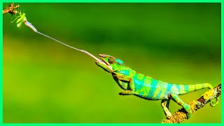 Panther Chameleon | Pet Chameleon | Most Beautiful Pets in the World | Reptiles, Girgit Color Change