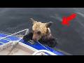 The drowning bear clung to the boat, pleading for help, then a second bear appeared