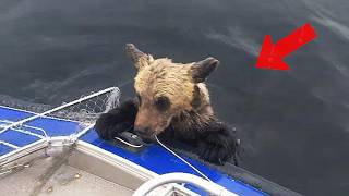 The drowning bear clung to the boat, pleading for help, then a second bear appeared