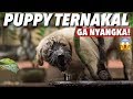 PUPPY TERJOROK DI DUNIA! WAGELASIH 😱 | THE GOLDEN FAMILY