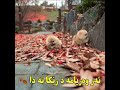 سترانا وه کی به لگین فان بایزا