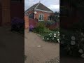 Цветут цветы.Осень.Краснодар.#пашковка