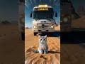Bandar Ny Bacaya Billi ko#shorts #ai #cartoon#animals #cats