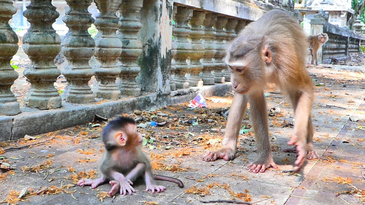 Good Mom...Monkey Sabe asks her baby monkey Sada, Do you want to run?