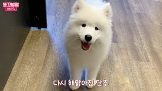 Samoyed puppy bravely went out without knowing that she's going to the vet