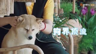 【HOHO日记看点】小O魅力爆棚，成动物团门面担当《向往的生活4》第7期 Back to field S4【湖南卫视官方HD】