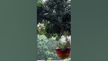 "Finding calm in the chaos. #RainyDays #NatureLovers #PeacefulMoments #Shorts" #rain #weather