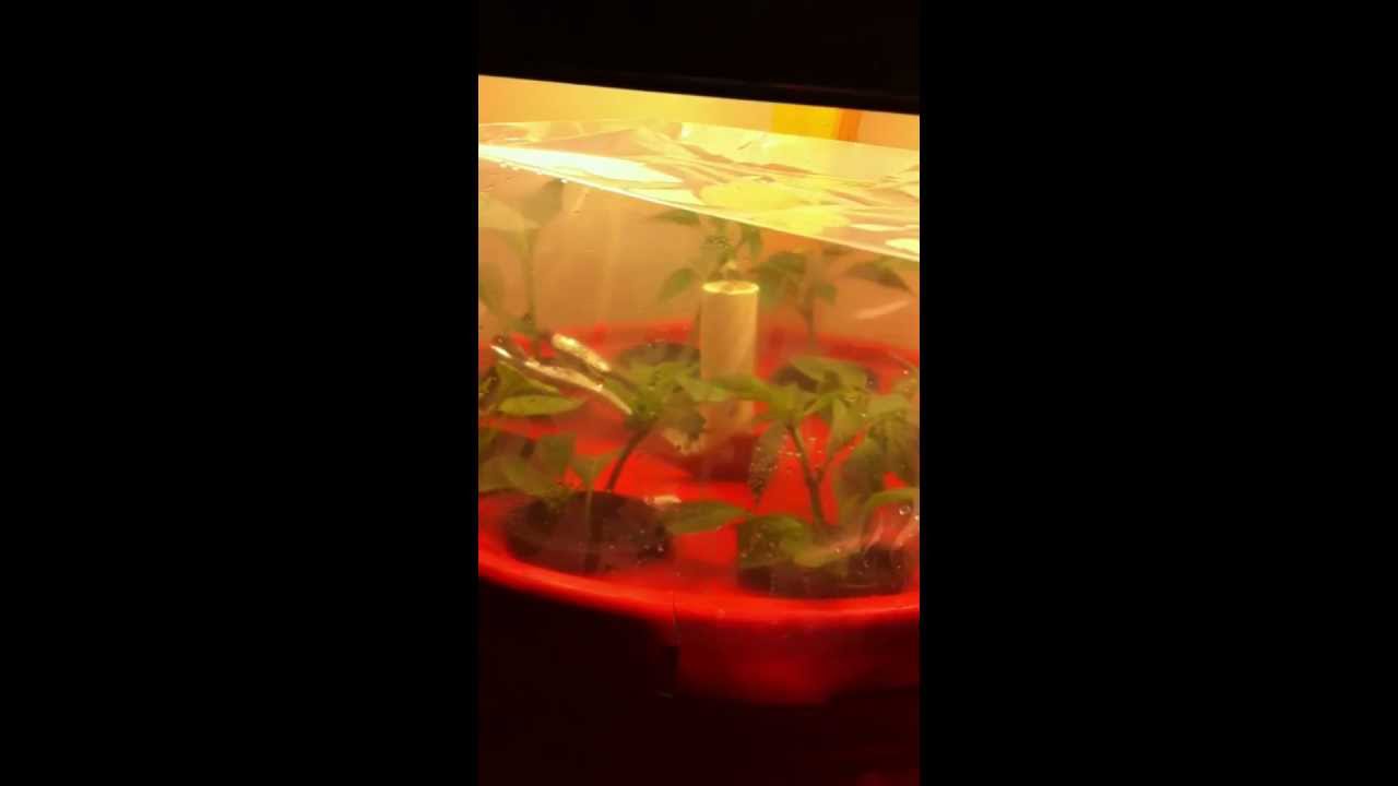 Homemade Cloning Machine & Basic CFL Setup For Cheap Gardening - YouTube