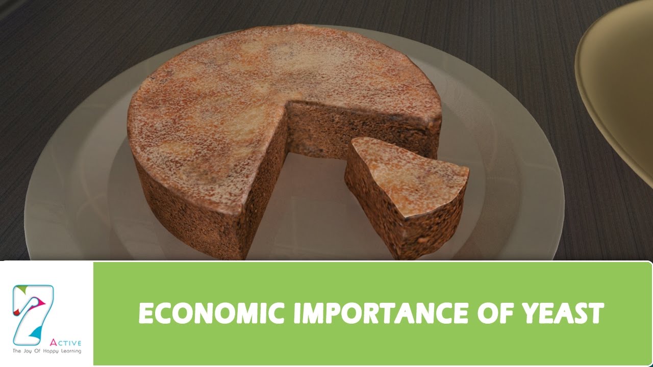 ECONOMIC IMPORTANCE OF YEAST 