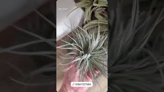 #plants #комнатныерастения #тилландсии #обзорорхидей #wildberries #tillandsia #овечкин #плейофф
