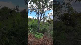 #roça #natureza #sitio #chácara #fazenda #cerradobrasileiro #sertanejo #nordeste #familia #soufeliz