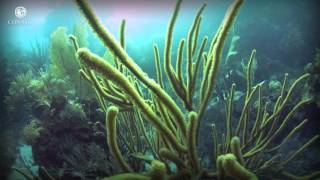 Tesoros bajo el mar: Arrecifes de coral - ECOSISTEMAS DE MÉXICO