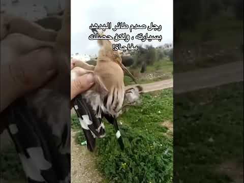 رجل صدم طائر الهدهد بسيارته ثم قرأ عليه أيات الله ولكن حصلت مفاجئة الأجر والثواب