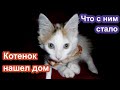 Спасение котенка. История заморыша / Что с ним стало (2020)