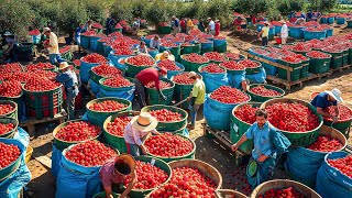 How Australian Farmers Produce Billions Of Tons of Fruit Every Day