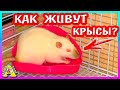 КРЫСА - АРХИТЕКТОР!  ВСЕ ПОГРЫЗЛИ... / ЧЕМ КОРМИТЬ КРЫС? / Уборка КЛЕТКИ / Alisa Easy Pets