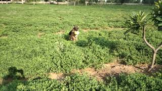 German Shepherd love's playing with me... by Charan Singh Rathore  45 views 1 year ago 37 seconds