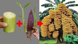Synthesis of the most creative and unique banana grafting techniques for surprising results