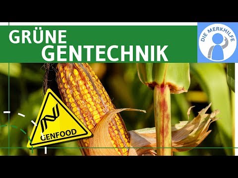 Grüne Gentechnik - Transgene Pflanzen & Tiere einfach erklärt - Methoden, Gentransfer & Beispiele