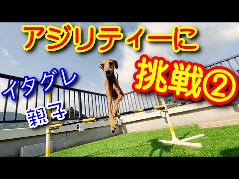 トンネルが怖くて通れない！イタリアングレーハウンド