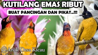 Suara Pancingan Kutilang Emas Ribut