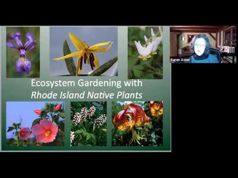 Video: Mayflower Plant Info - Pelajari Tentang Trailing Arbutus Wildflower