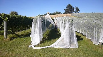 P1030117 Bird Netting at Blackenbrook Vineyard