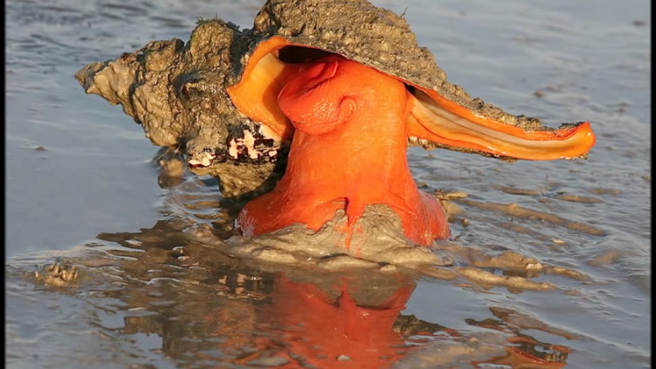Triplofusus giganteus (Florida Horse Conch) YouTube