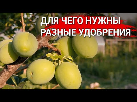 Для чего нужны разные удобрения | Кормите ваши растения правильно