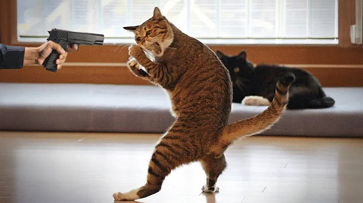 Video 11795441: cat compilation funny pet, funniest cats dogs compilation, laugh funny cats compilation