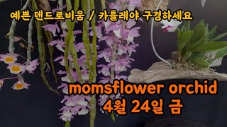 맘스플라워 카틀레야 덴드로비움 호접 다양한 난초 식물 