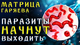 Всего 5 Минут В День И Вы Избавитесь От Паразитов ☀️ Матрица Гаряева Антипаразитарная