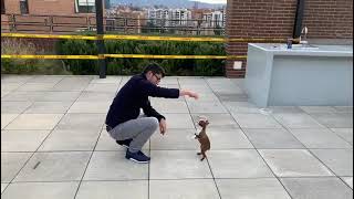 Boston terrier perros fáciles de educar by Tu Boston Terrier 22,190 views 2 years ago 31 seconds